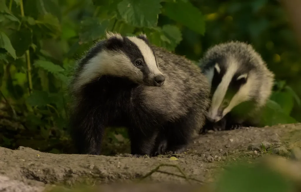 З 1 квітня в Україні стартує “сезон тиші”